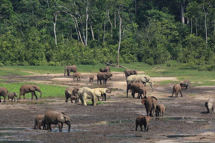 Central African Republic