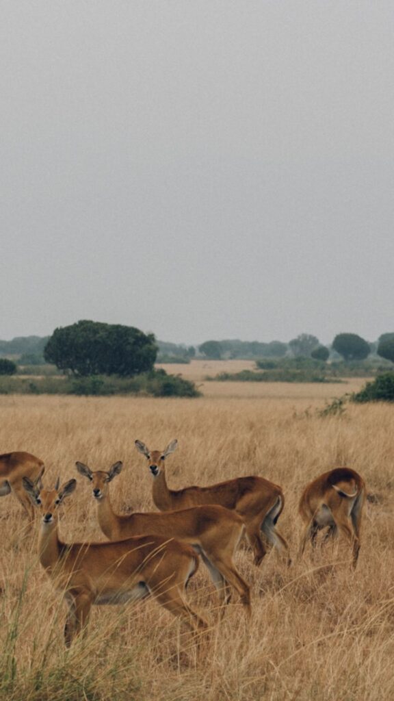 Uganda